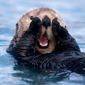 otter3.jpg