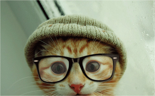 cats,cute,hipsters,animal,cat,funny-9956fbaf8ef4d36d3820df212d6999d7_h