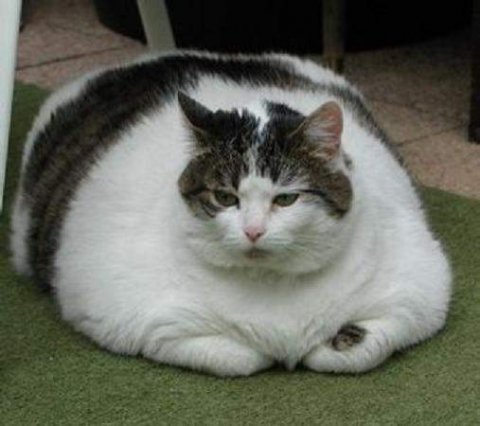fat_cat_4