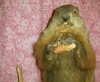 timthumb