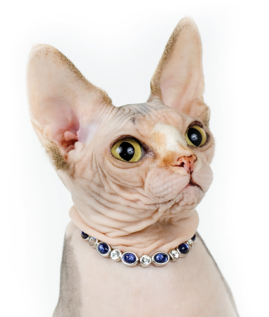 kitty3 kitty3