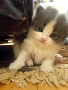 kitty