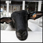 Photos: Montgomery County Fair - UPDATED