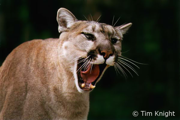 cougar_01tk.jpg