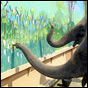 Apparently Elephants Can Paint