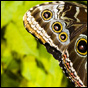 Butterflies!
