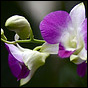 Orchids!