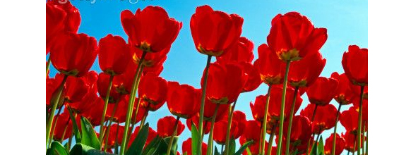 tulip.jpg