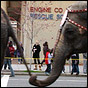 Elephants? Elephants!