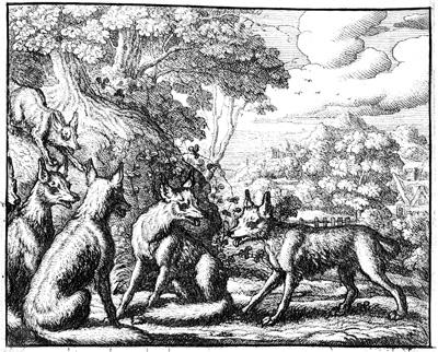 foxtailsbarlow_400.jpg