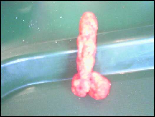 penis_cheetos.jpg