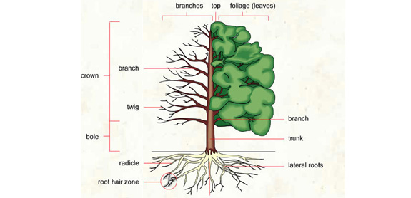 tree.jpg