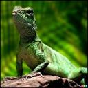 lizardl.jpg