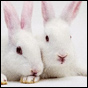 Spooning with some fuzzy White Rabbits…