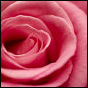 Free: The Rosebuds Remix Album