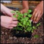 LiveGreen Kicks Off