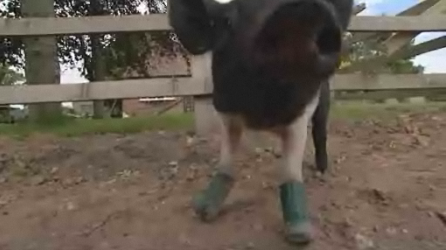piginboots