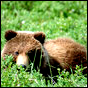 Ticket Giveaway: Grizzly Bear