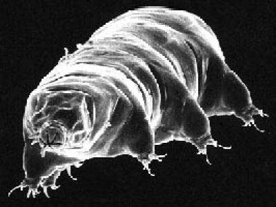 080908-tardigrade-02