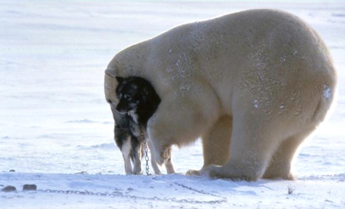 beardog4