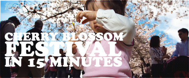Cherry Blossom Festival in 15 Minutes