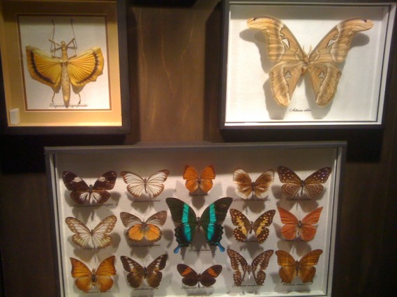 butterflies