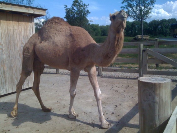 camel