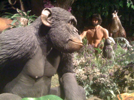 gorrilla