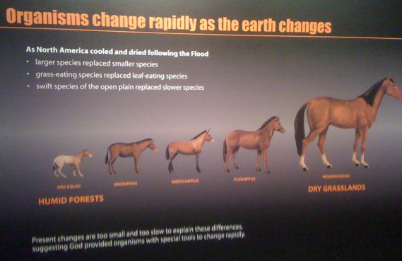 horses