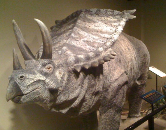 triceratops
