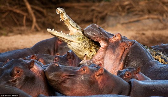 crocodile-vs-hippos crocodile-vs-hippos