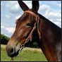A Drink A Day: Missouri Mule