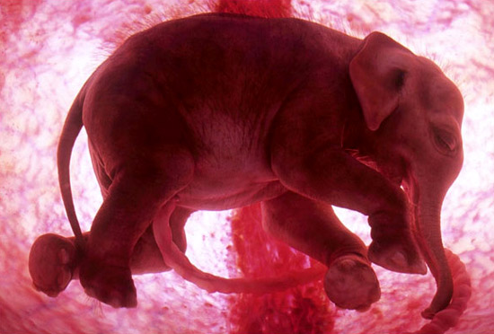 baby-elephant baby-elephant