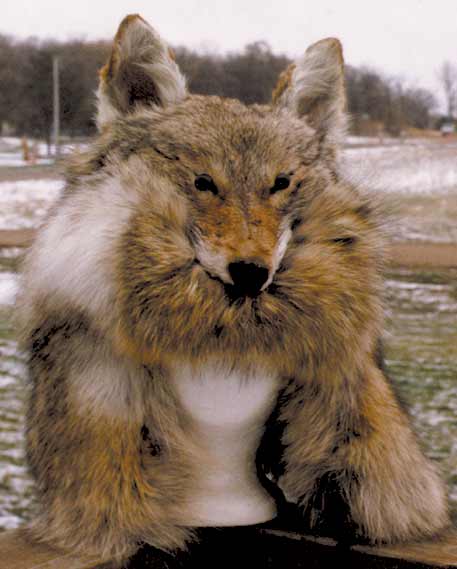 HdHatCoyote