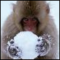 DC Snow Information Dissemination
