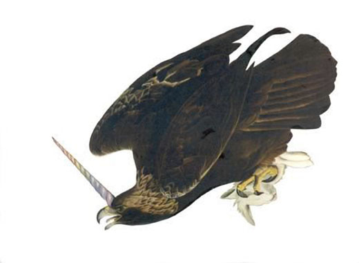 Gibbens_UnicornBirdofPrey_e