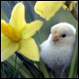 Springtime Video of the Day