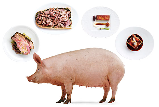 pigs