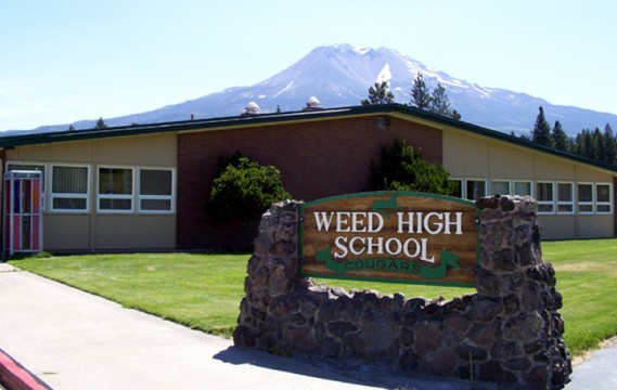 weed-high