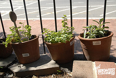 herbs