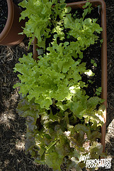 lettuce2